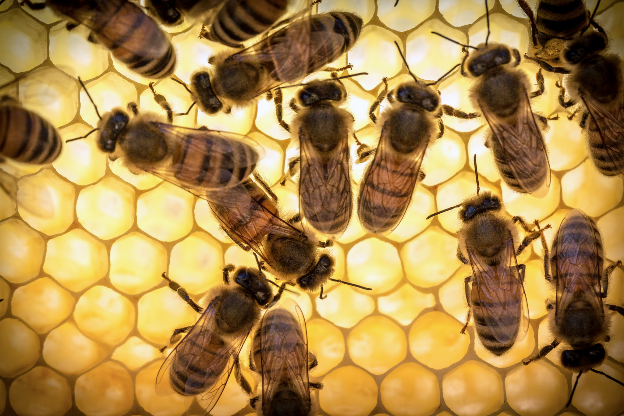 Bee royal jelly wordt niet aanbevolen om 's nachts te gebruiken, omdat onder invloed hiervan de zenuwactiviteit en mogelijk slapeloosheid toeneemt