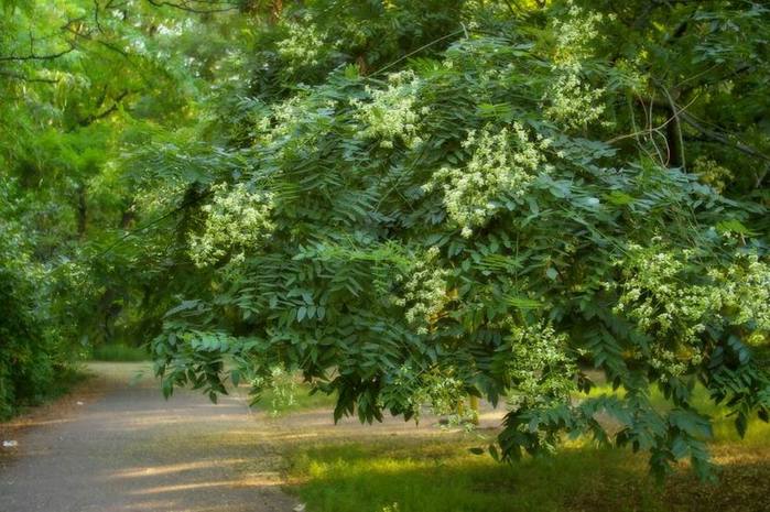 Sophora wordt het Japanse wonder genoemd, een boom uit honderd ziekten
