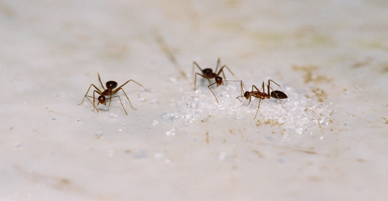 Если у вас есть свободный доступ к муравейнику, налейте кипящую воду или готовый препарат для муравьев , который вы найдете в магазине