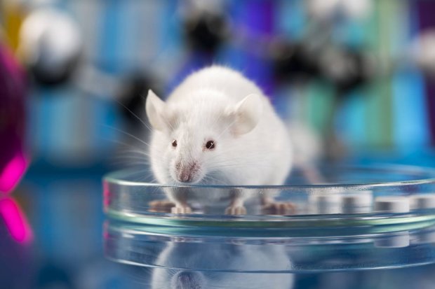 Эксперименты с мышами также обнаружили серьезную опасность в плане внутренних повреждений в связи с приемом ципрофлоксацина